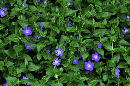 bigleaf periwinkle.jpg