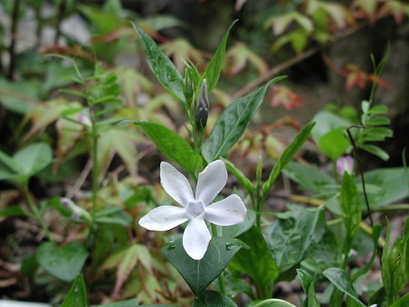 bigleaf periwinkle (1).jpg
