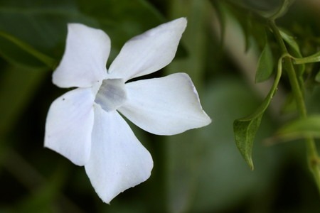 bigleaf periwinkle (2).jpg