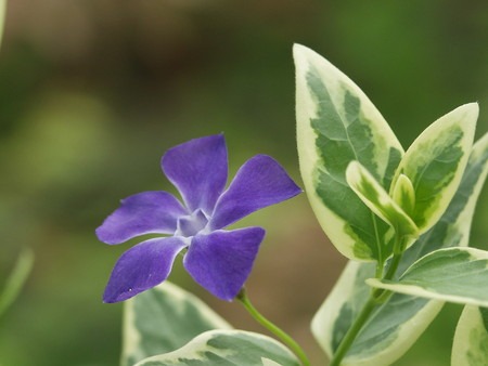 bigleaf periwinkle (2).jpg