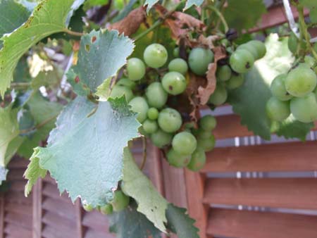 園芸ナビ 花と野菜の育て方