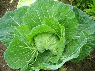 cabbage-1.jpg