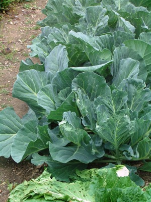 cabbage-2.jpg