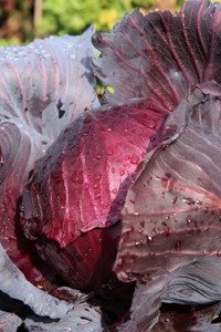 cabbage-3.jpg