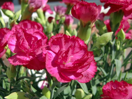 carnation (1).jpg