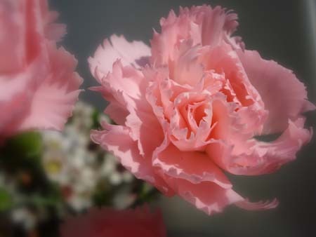 carnation (2).jpg