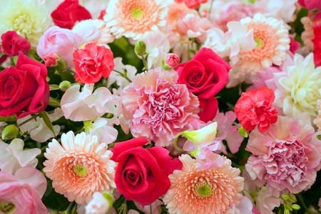 carnation (3).jpg