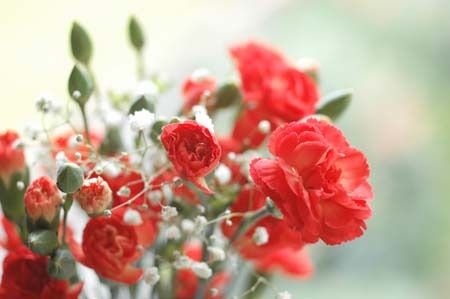 carnation (4).jpg