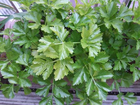 celery.JPG