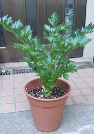 celery2.JPG