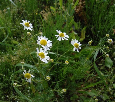 chamomile.jpg