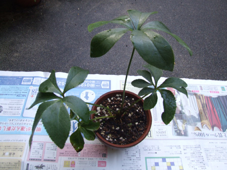 christmasrose uekaeJPG (1).JPG