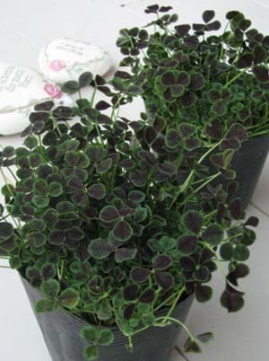 clover2.jpg