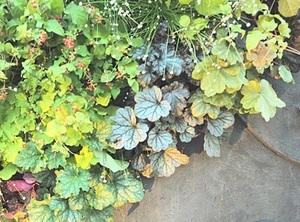 coralbells2.jpg