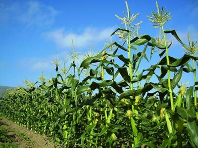 cornB.jpg