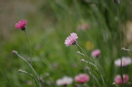 cornflower (1).jpg