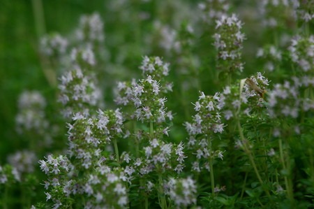 creeping thyme.jpg