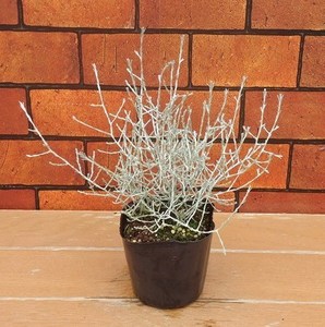 cushonbush.jpg