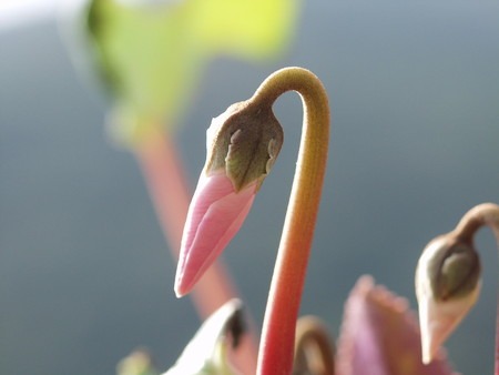 cyclamen.jpg