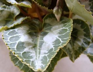 cyclamen.jpg