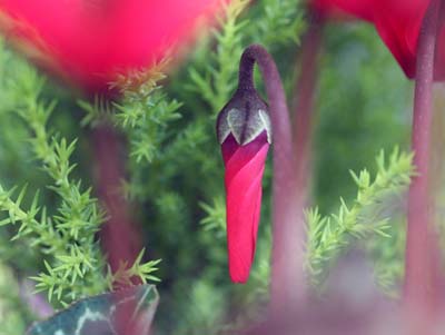 cyclamen.jpg