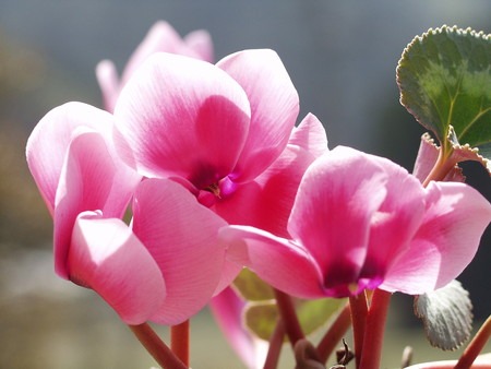 cyclamen (1).jpg