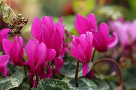 cyclamen (1).jpg