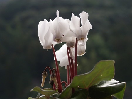 cyclamen (21).jpg