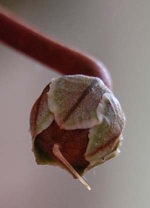 cyclamen (x).jpg