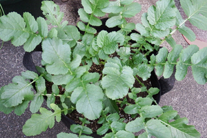 daikon.JPG