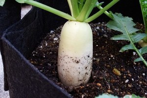 daikon-santaro5.jpg