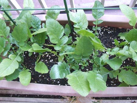 daikon.JPG