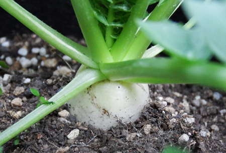 daikon003.JPG