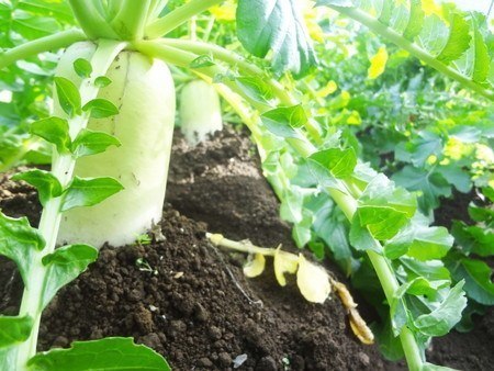 daikon031.jpg