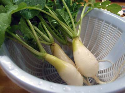 daikon2.JPG