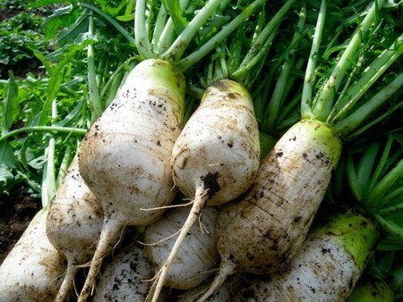 daikon2016-7.jpg