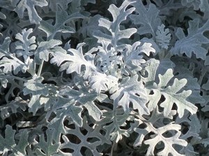 dusty miller.jpg