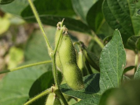 edamame007.jpg