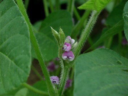 edamame008.jpg