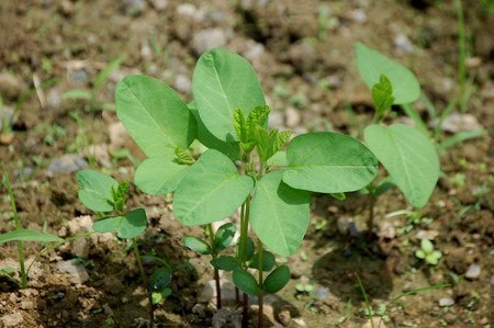edamame009.jpg