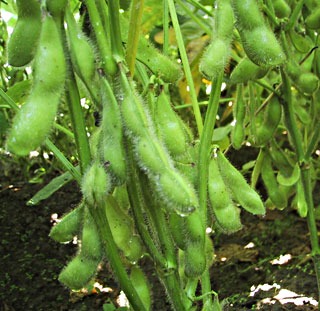 edamame (3).jpg