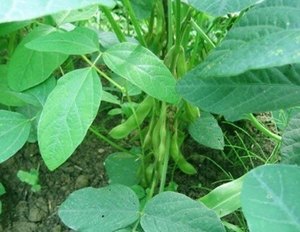edamame (2).jpg