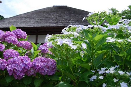 enkakuji.jpg