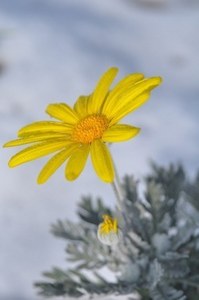 euryops daisy.jpg