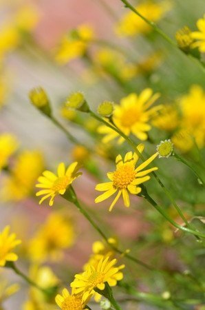 florists窶・daisy.jpg