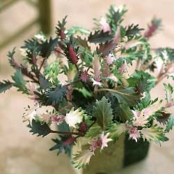 flowering kaleD.jpg