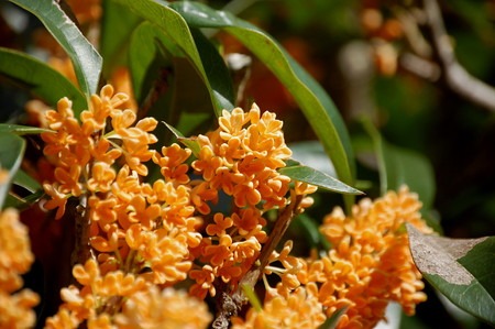 fragrant orange-colored olive.jpg