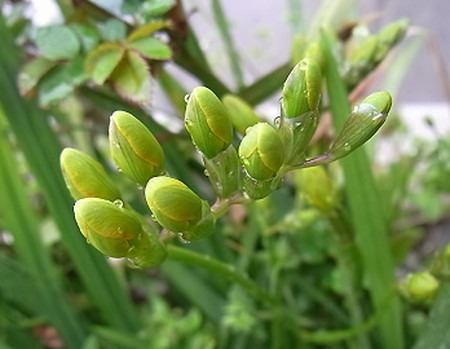 freesia-new (1).jpg