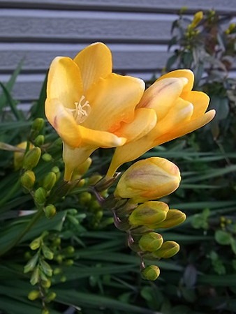 freesia-new (2).jpg