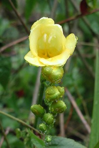 花 植物の関連記事 園芸ナビ 花と野菜の育て方